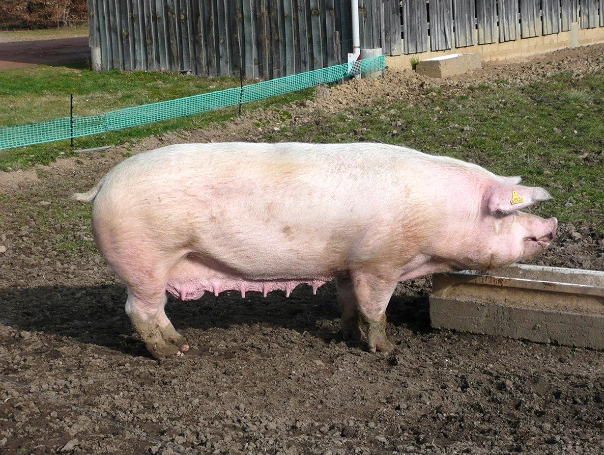 Эстонская беконная порода свиней