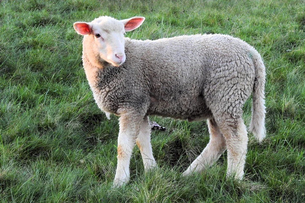 Эстонская белоголовая овца