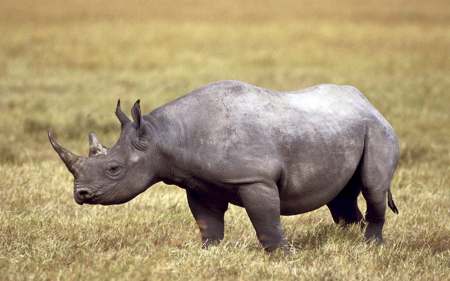 Этрусский носорог