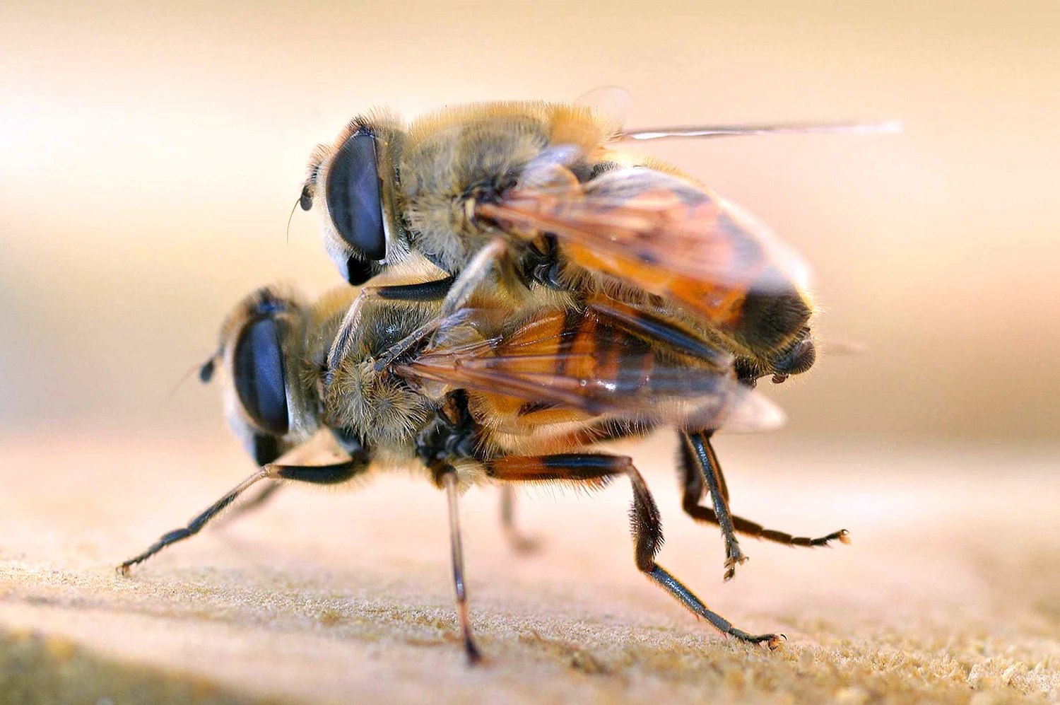 Euglossini Bee mating