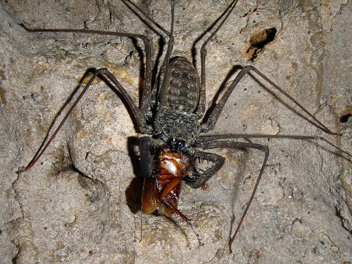 Euphrynichus amanica паук