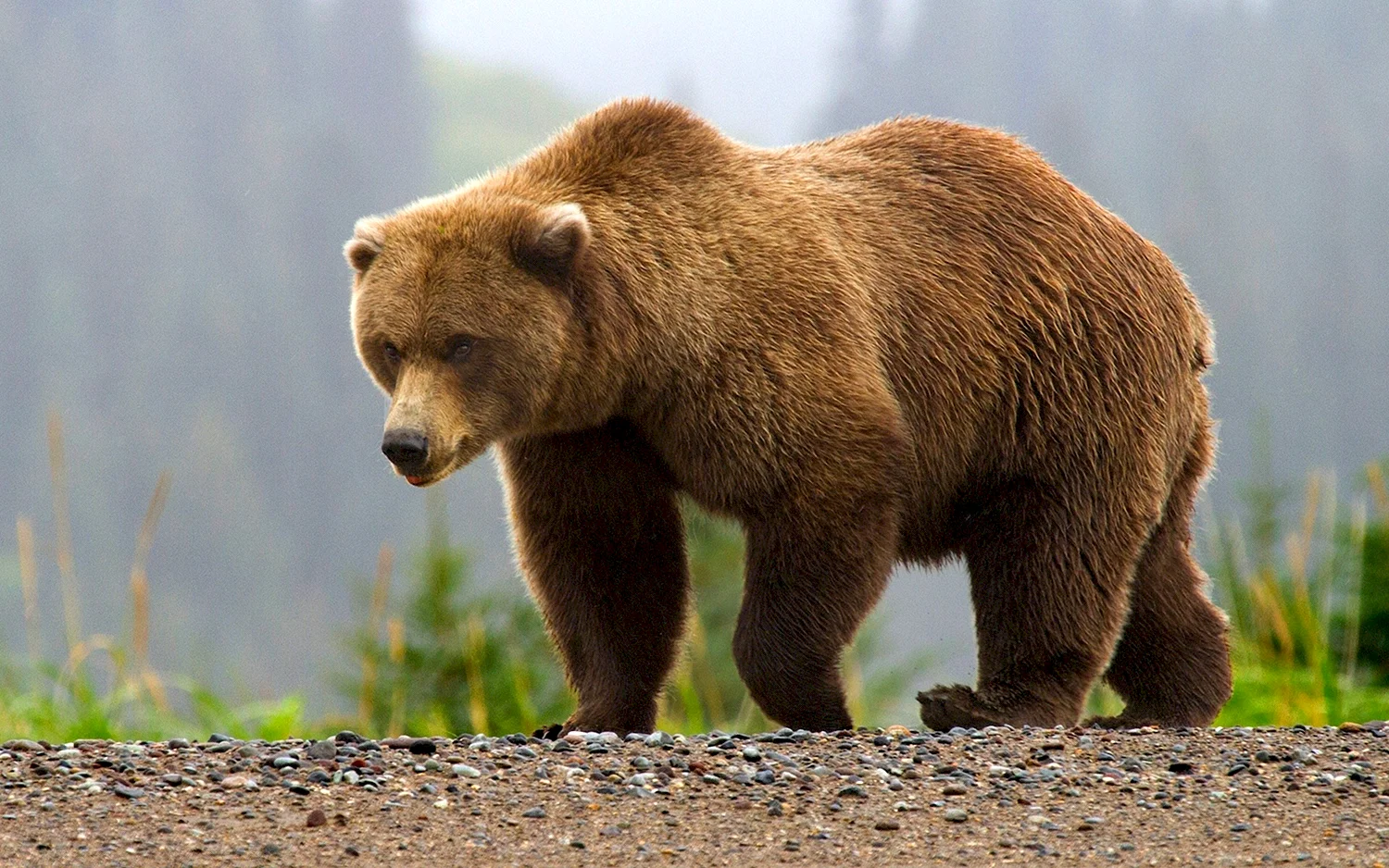 Евразийский бурый медведь