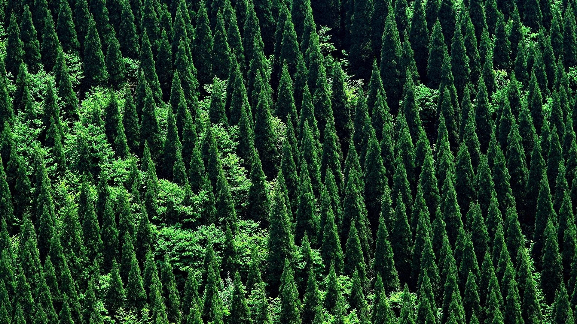 Евразийский хвойный лес