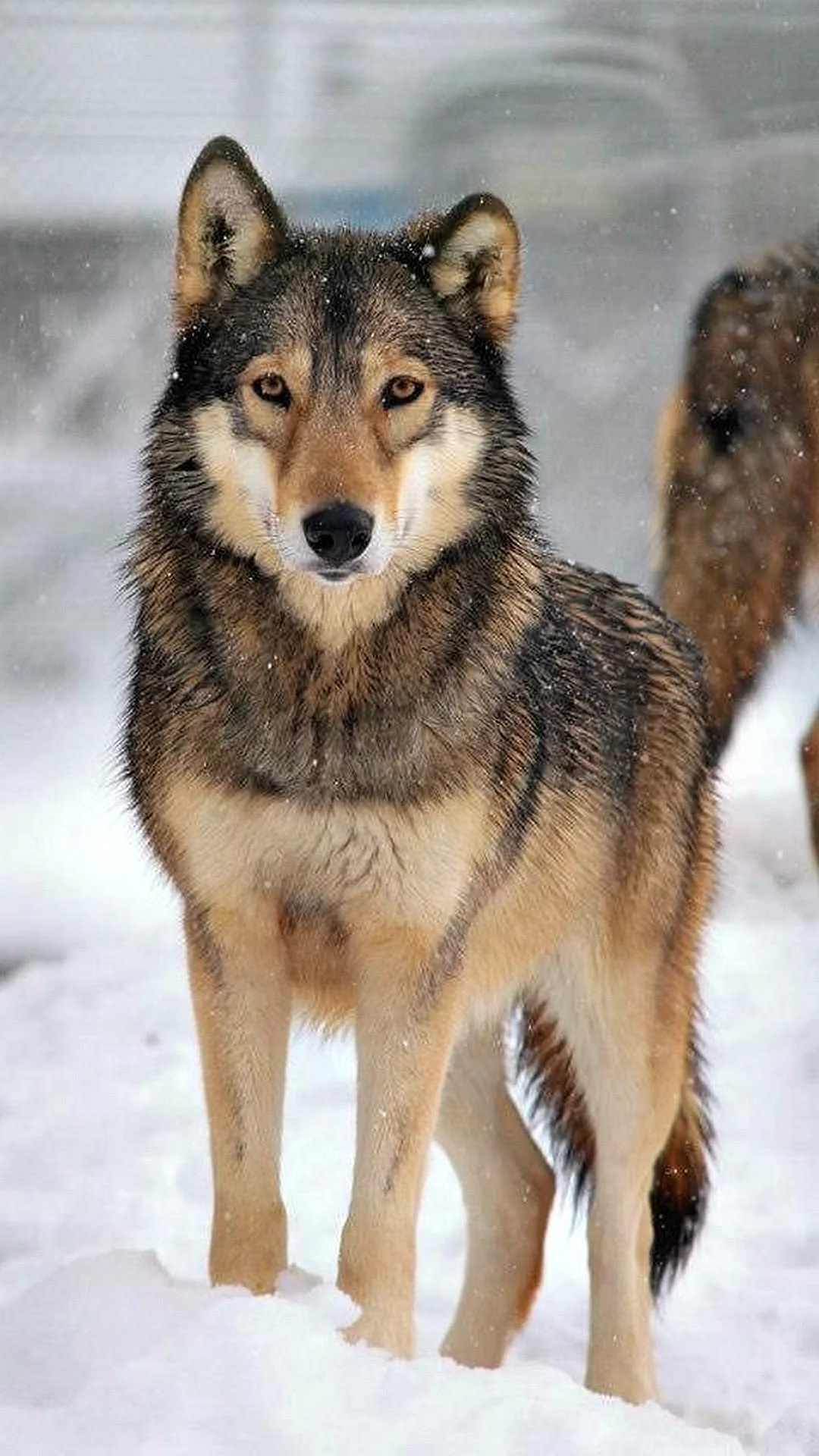 Евроазиатский волк