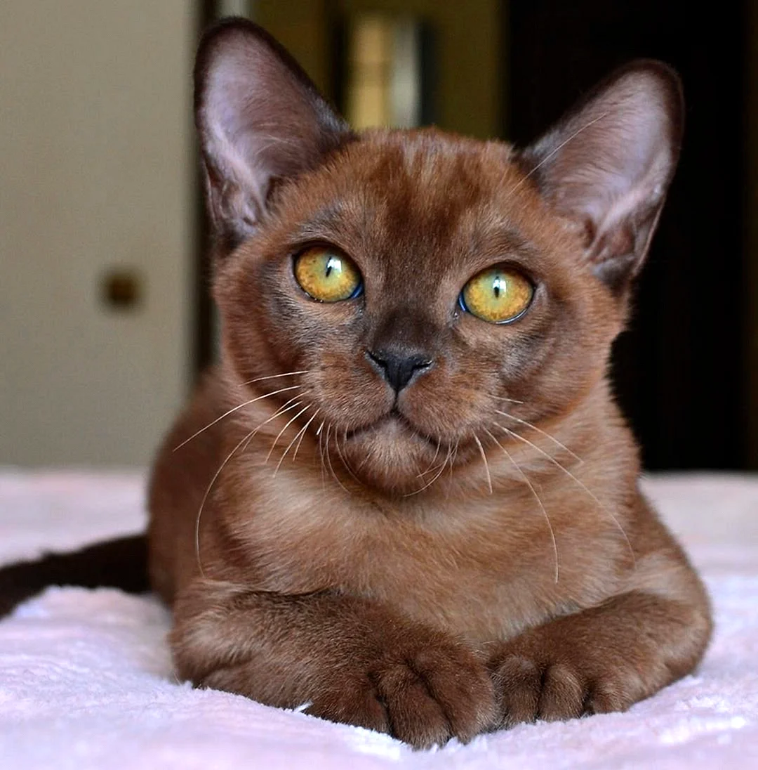 Европейская Бурманская кошка