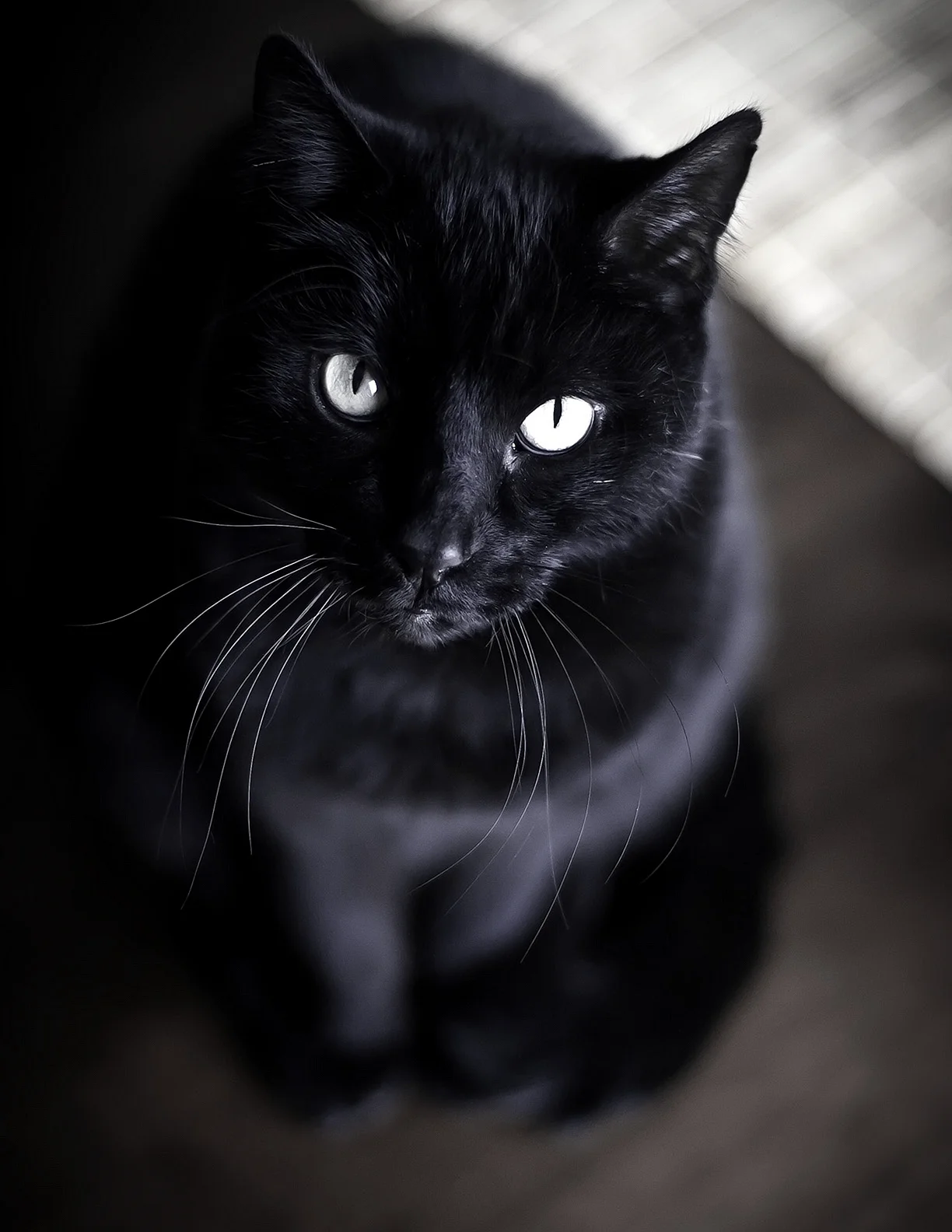 Европейская черная кошка