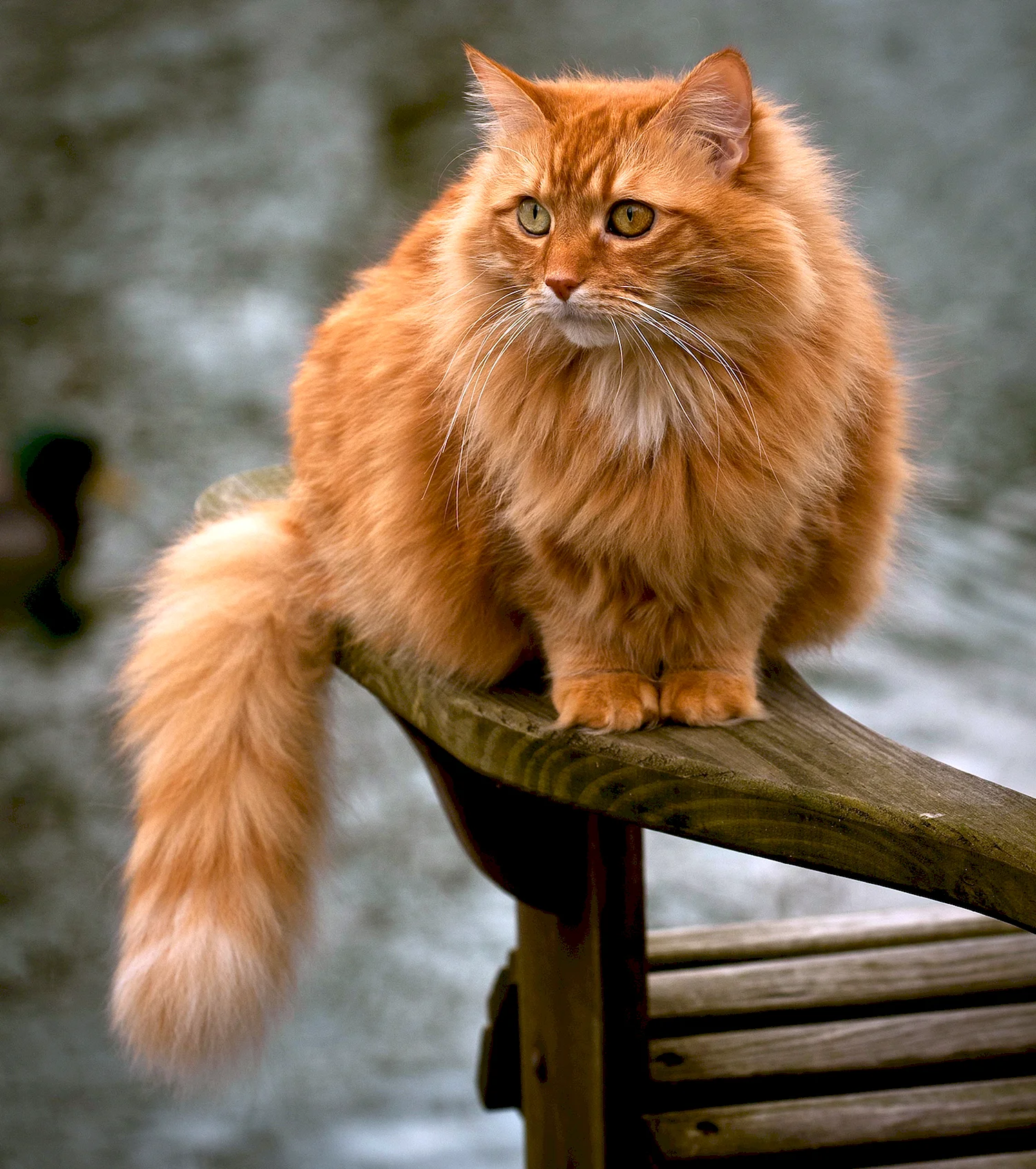 Европейская длинношерстная кошка рыжая
