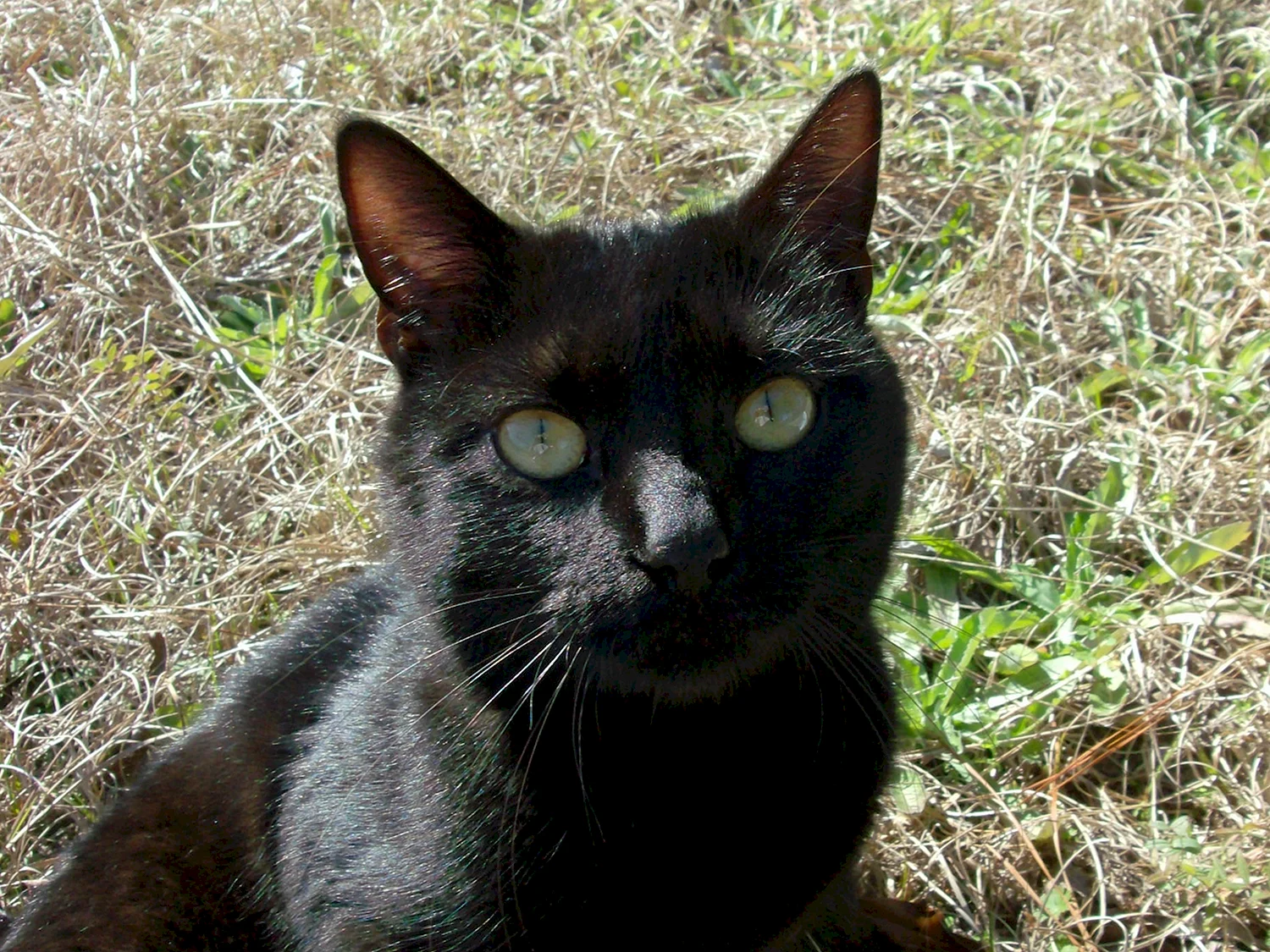Европейская короткошерстная кошка черная