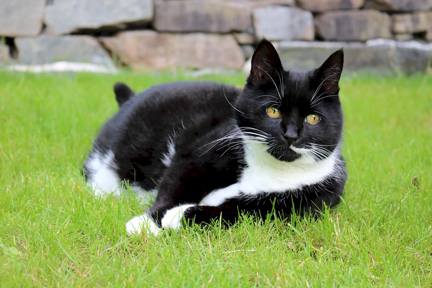 Европейская короткошерстная кошка черно-белая