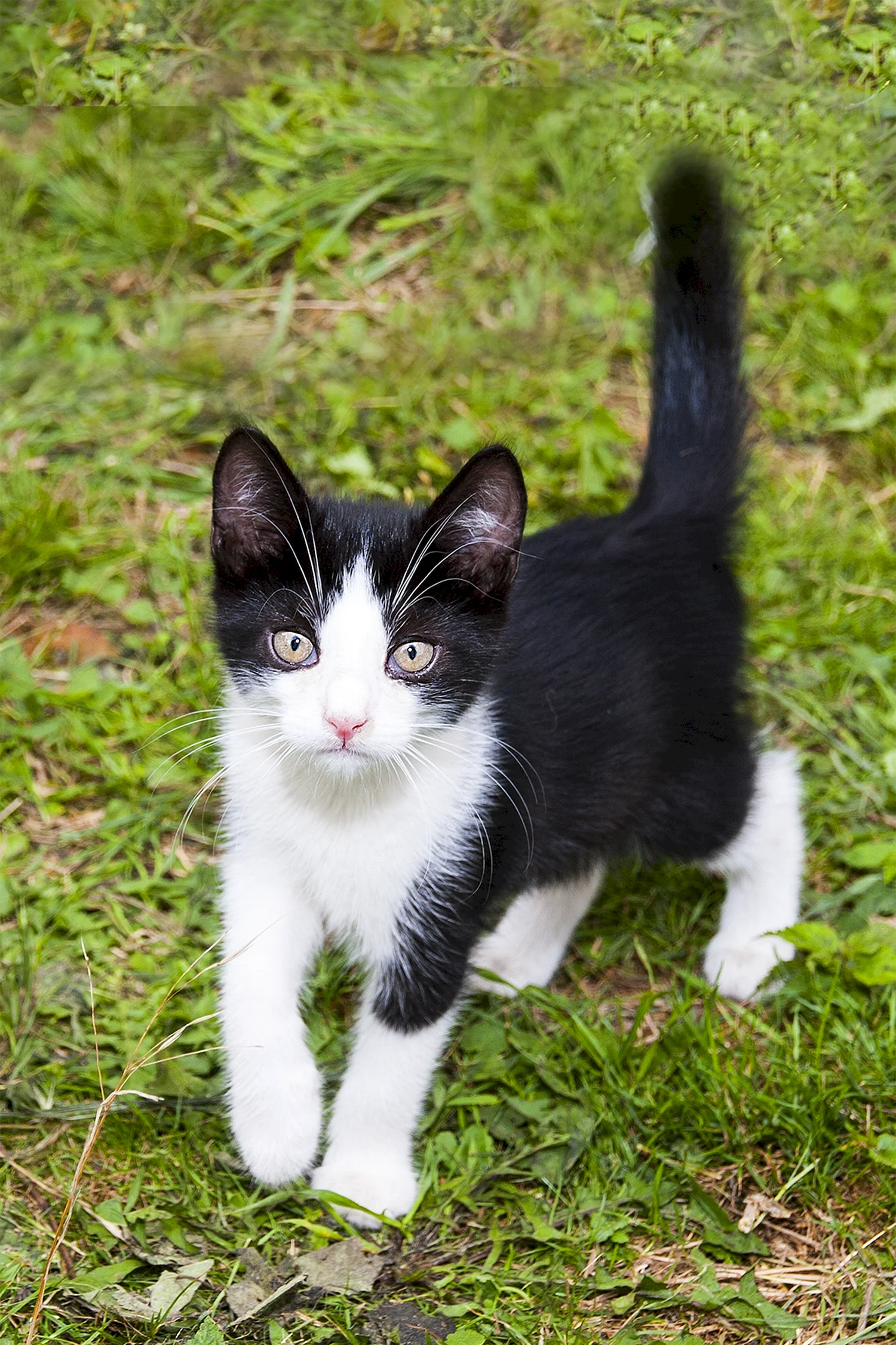 Европейская короткошерстная кошка черно-белая