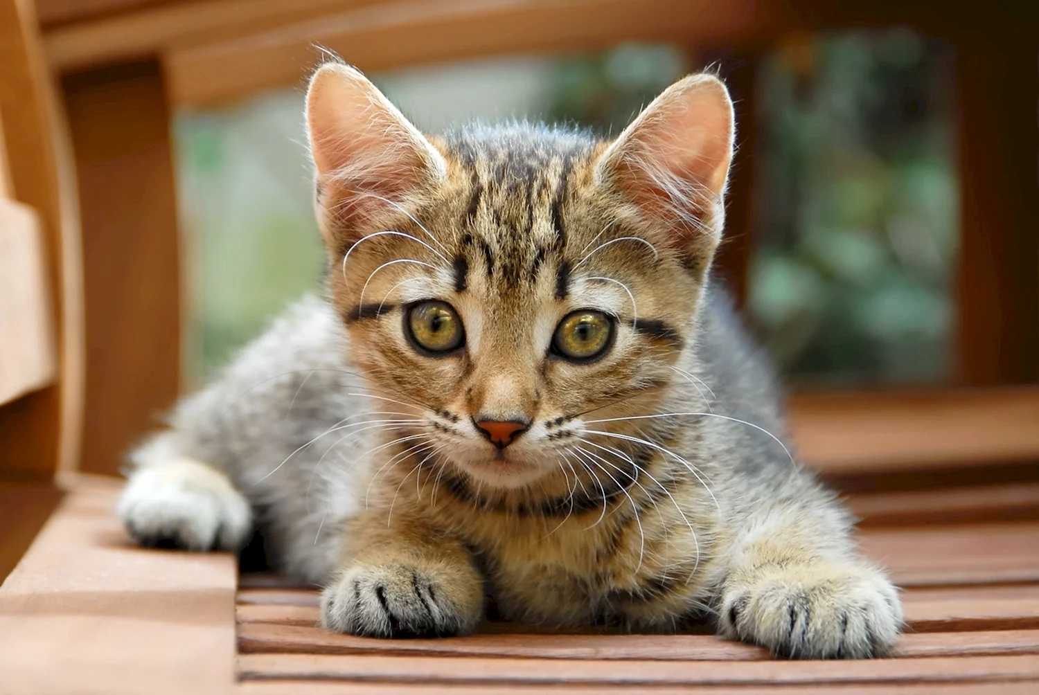 Европейская короткошерстная кошка котята