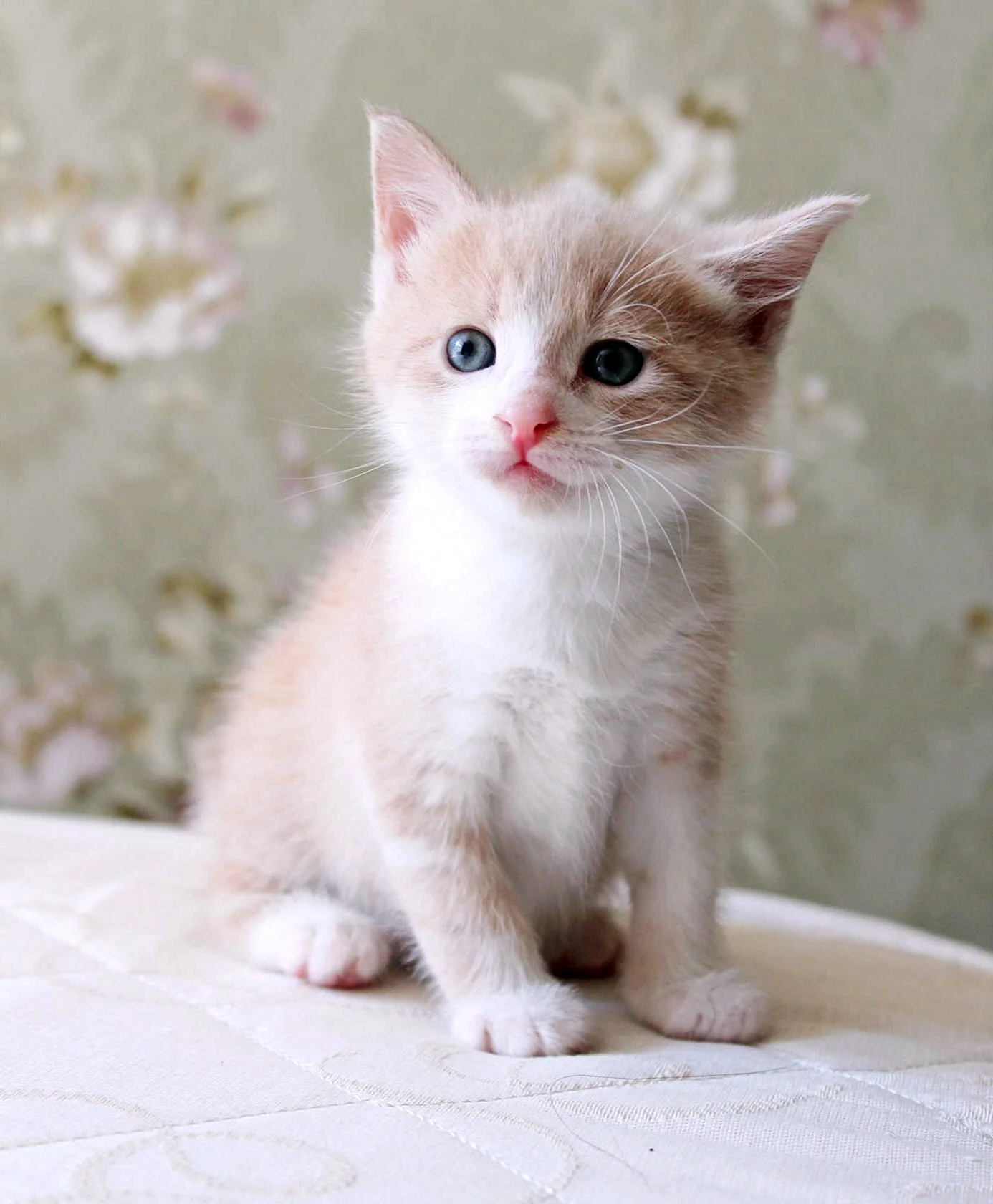 Европейская короткошерстная кошка кремовая