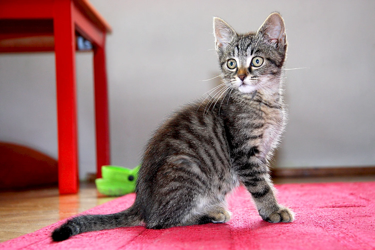 Европейская короткошерстная кошка табби