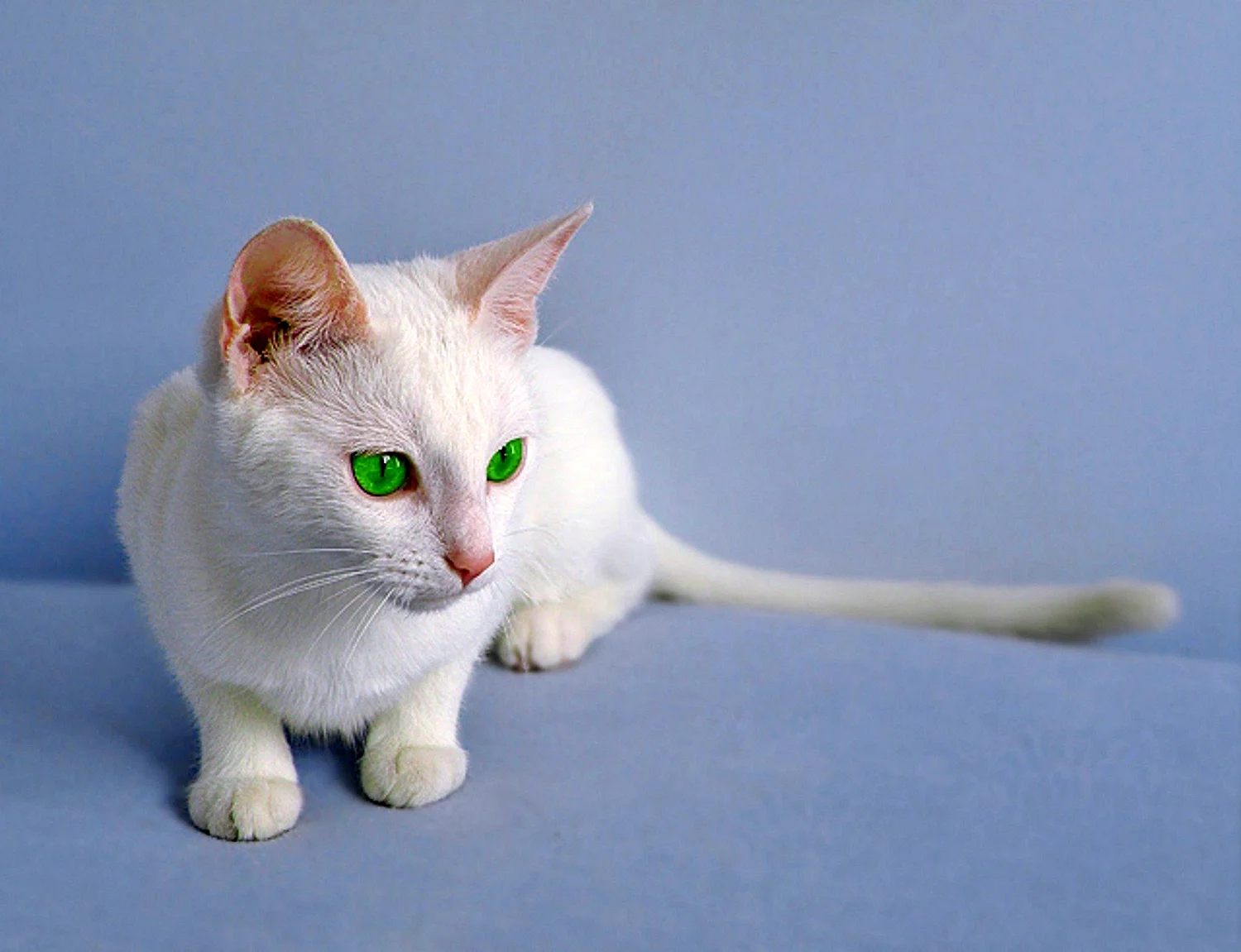 Европейская кошка белая