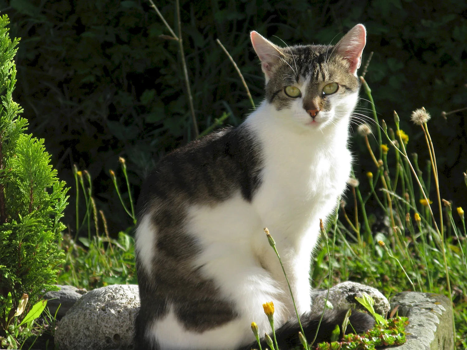 Европейская Лесная короткошерстная кошка