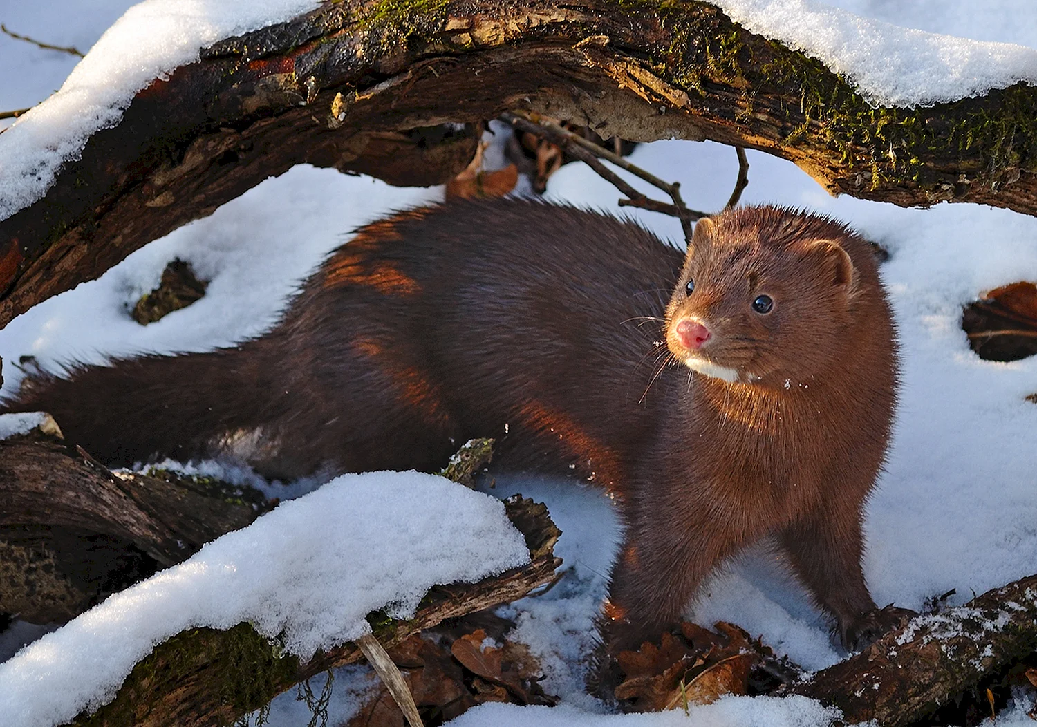 Европейская норка