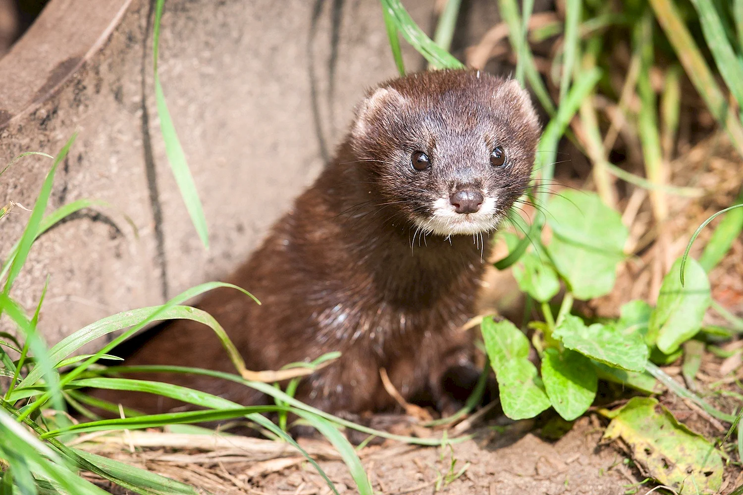 Европейская норка Mustela lutreola (Linnaeus, 1761)