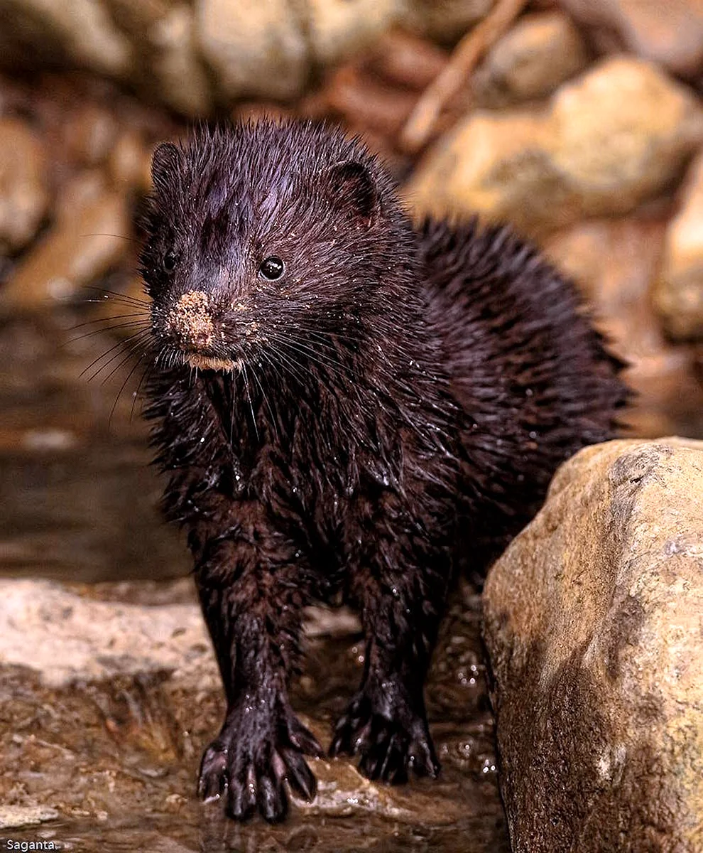 Европейская норка Mustela lutreola (Linnaeus, 1761)