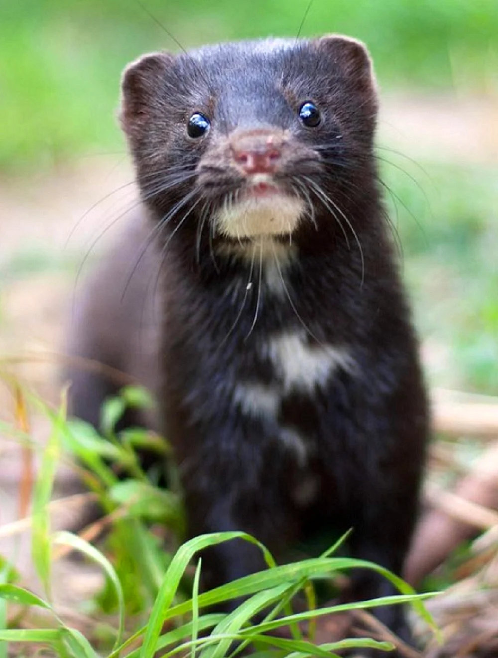 Европейская норка Mustela lutreola (Linnaeus, 1761)