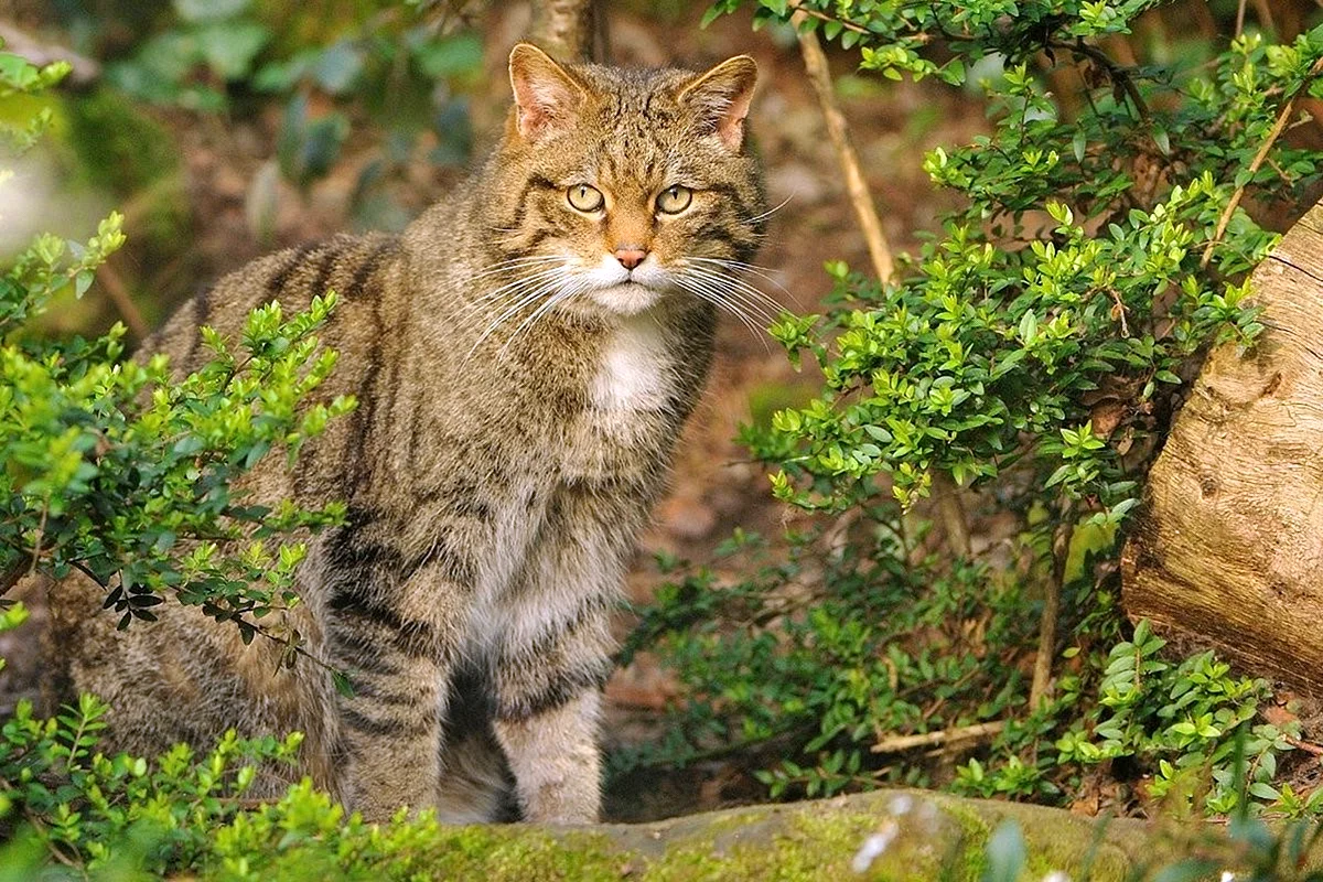 Европейский дикий Лесной кот
