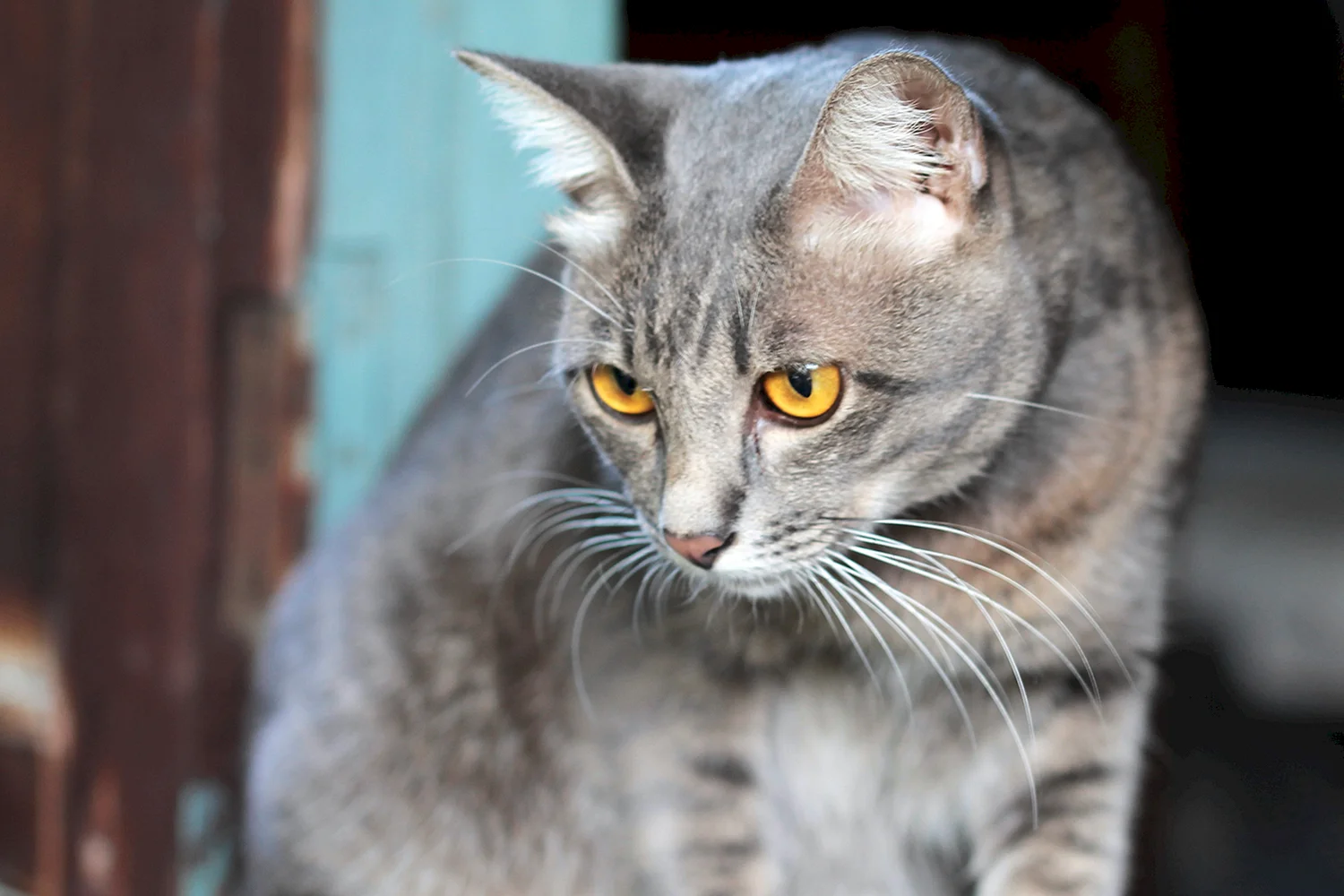 Европейский короткошерстный кот серый