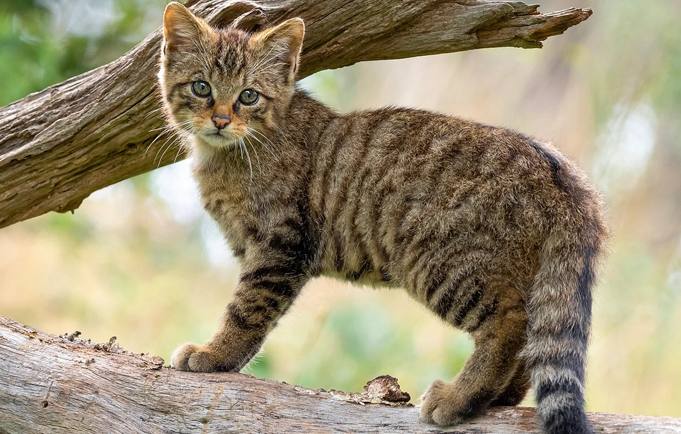 Европейский Лесной кот котенок