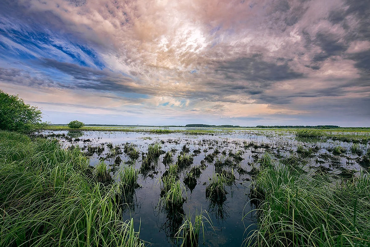 Эвтрофное болото Южного Прихибинья