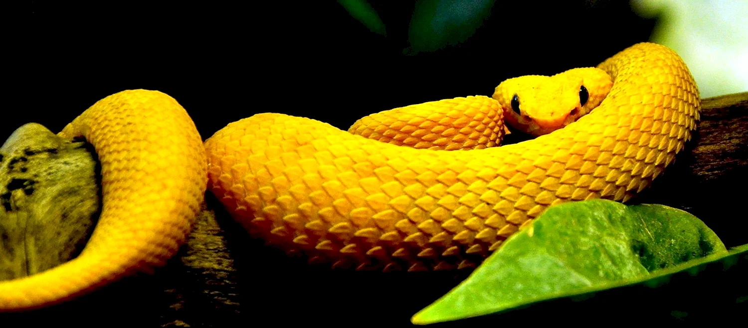 Eyelash Viper змея