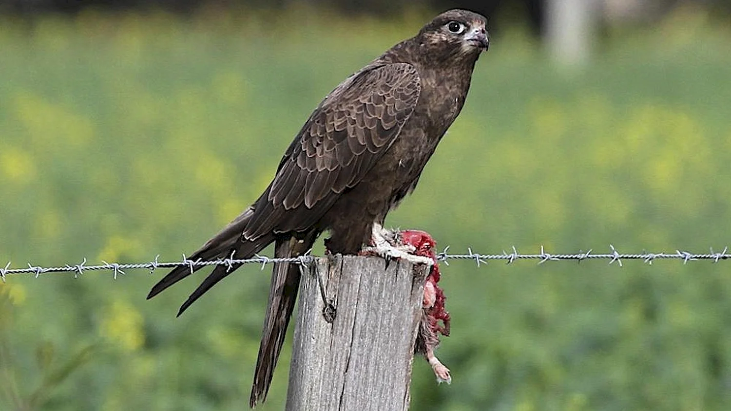 Falco subniger — чёрный Сокол