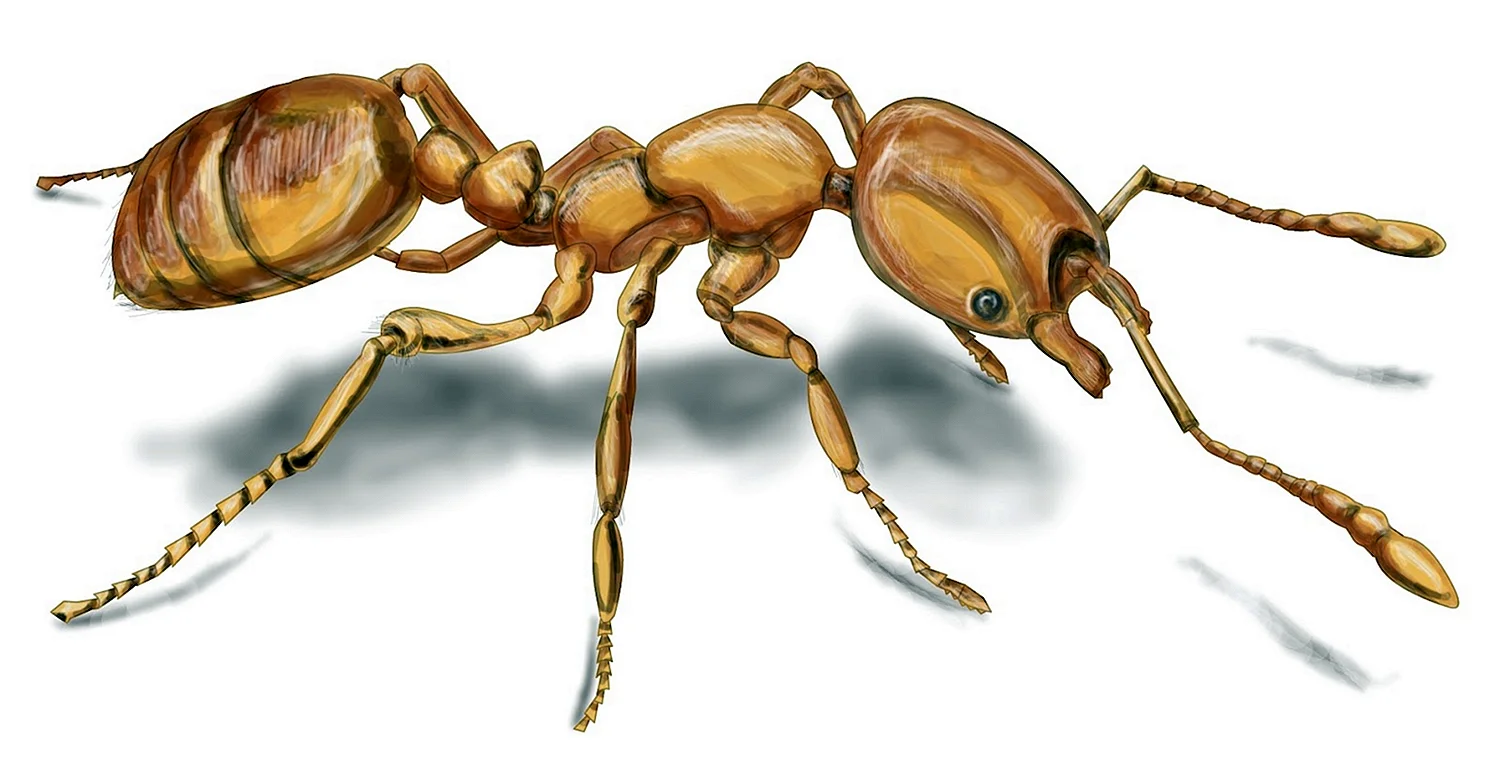 Фараонов муравей – (Домовой муравей)