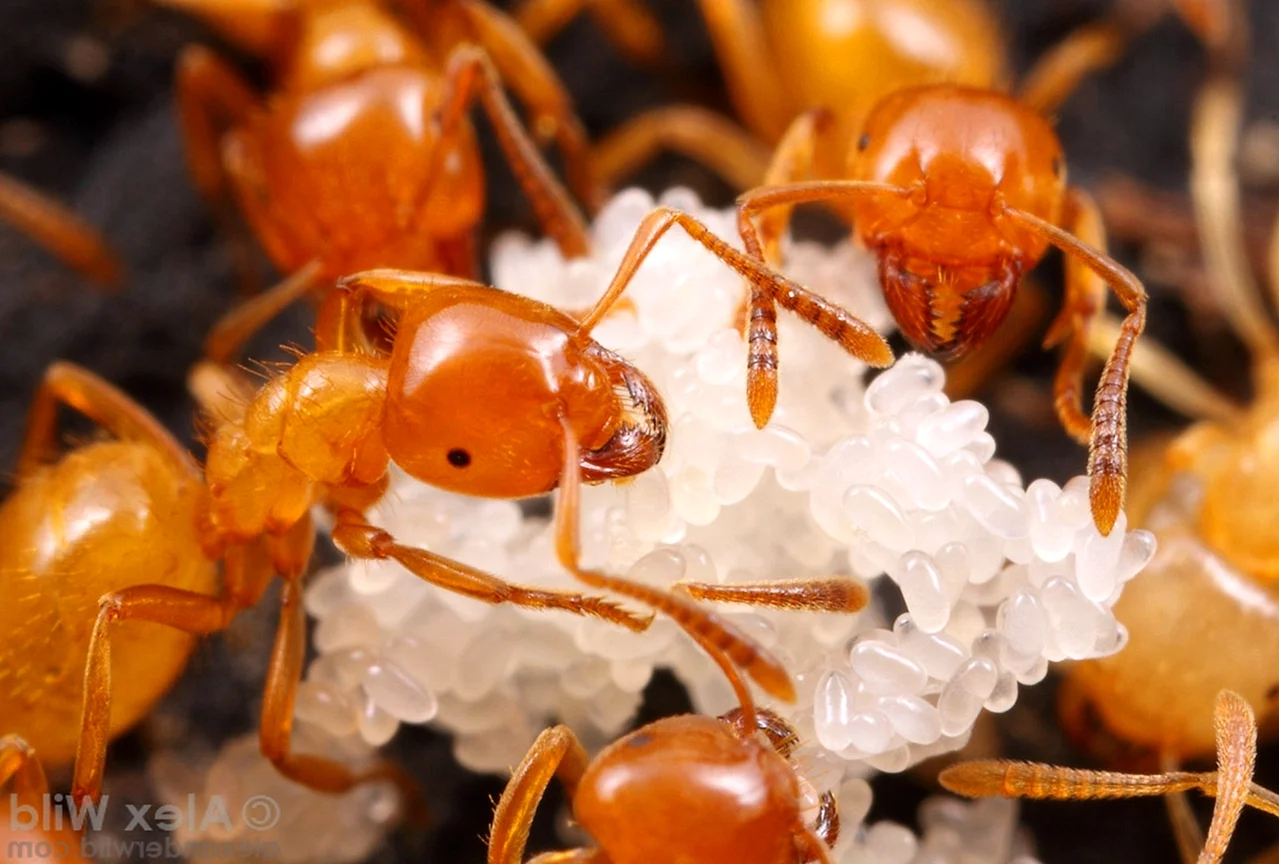 Фараоновые муравьи Муравейник