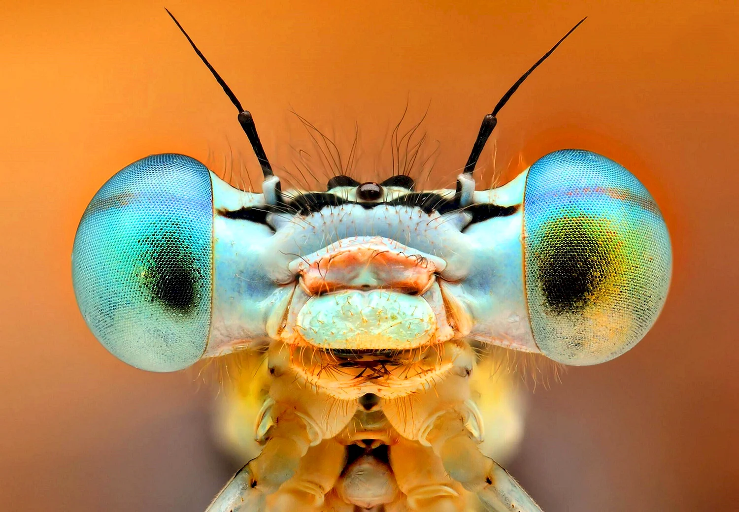 Фасеточные глаза насекомых