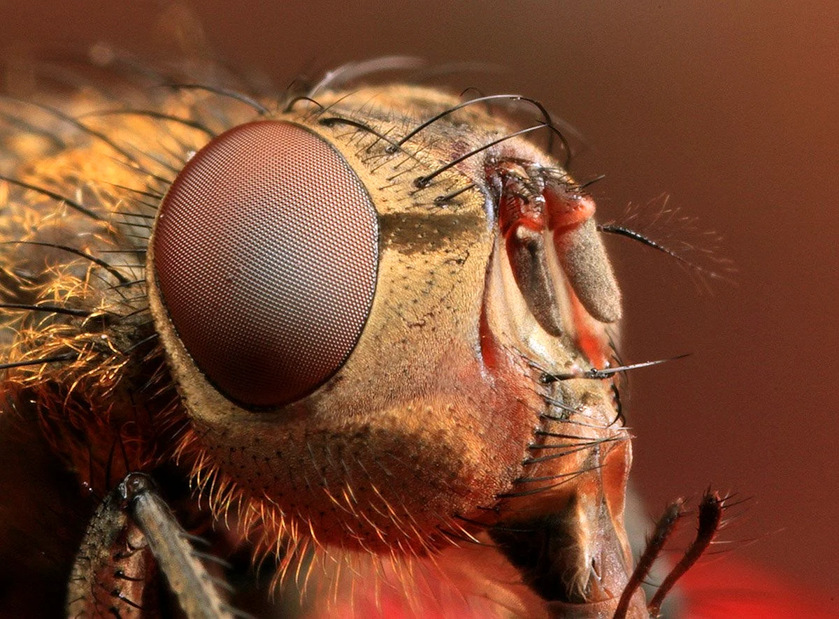 Фасеточные глаза насекомых