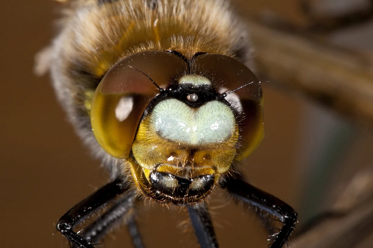 Фасеточные глаза пчелы