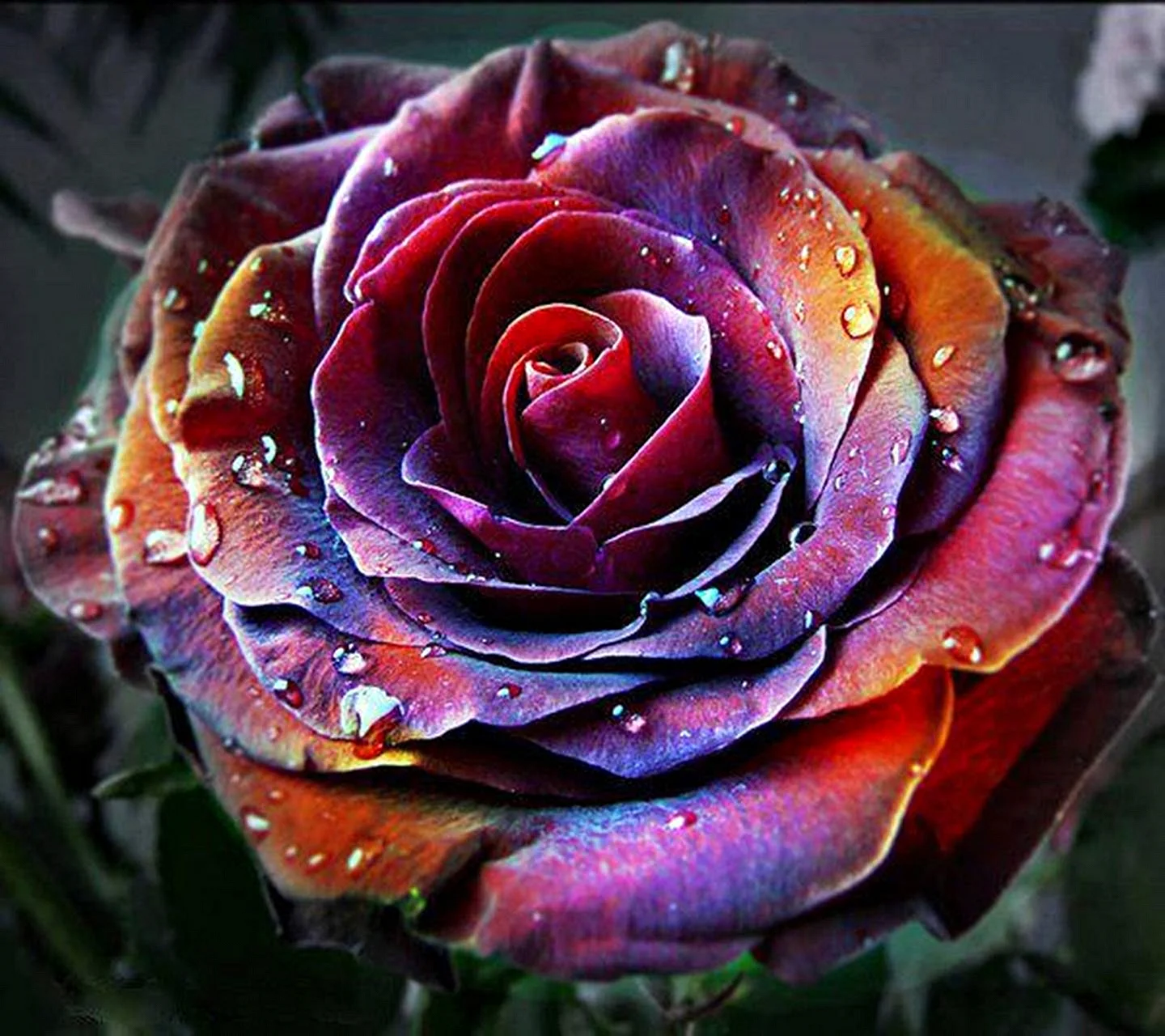 Феникс Phoenix роза