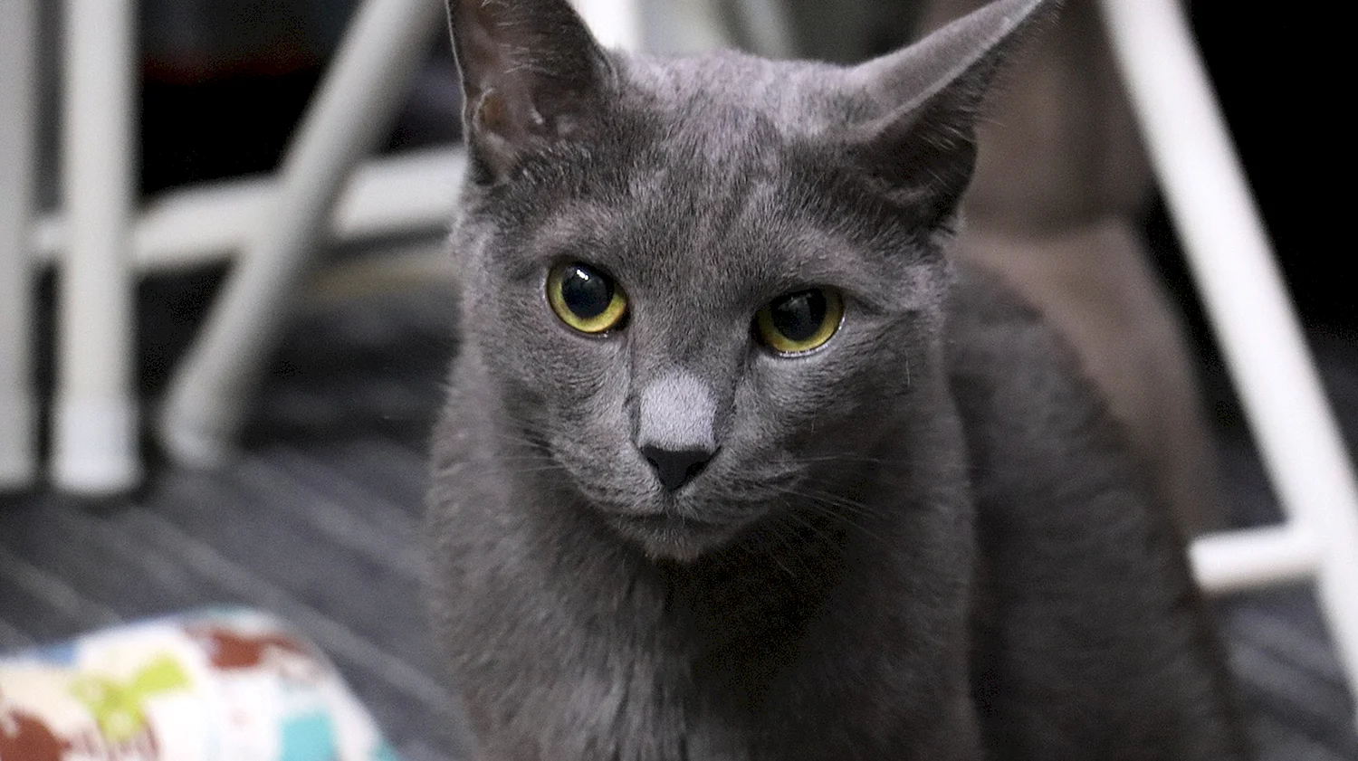 Фенотип русская голубая кошка