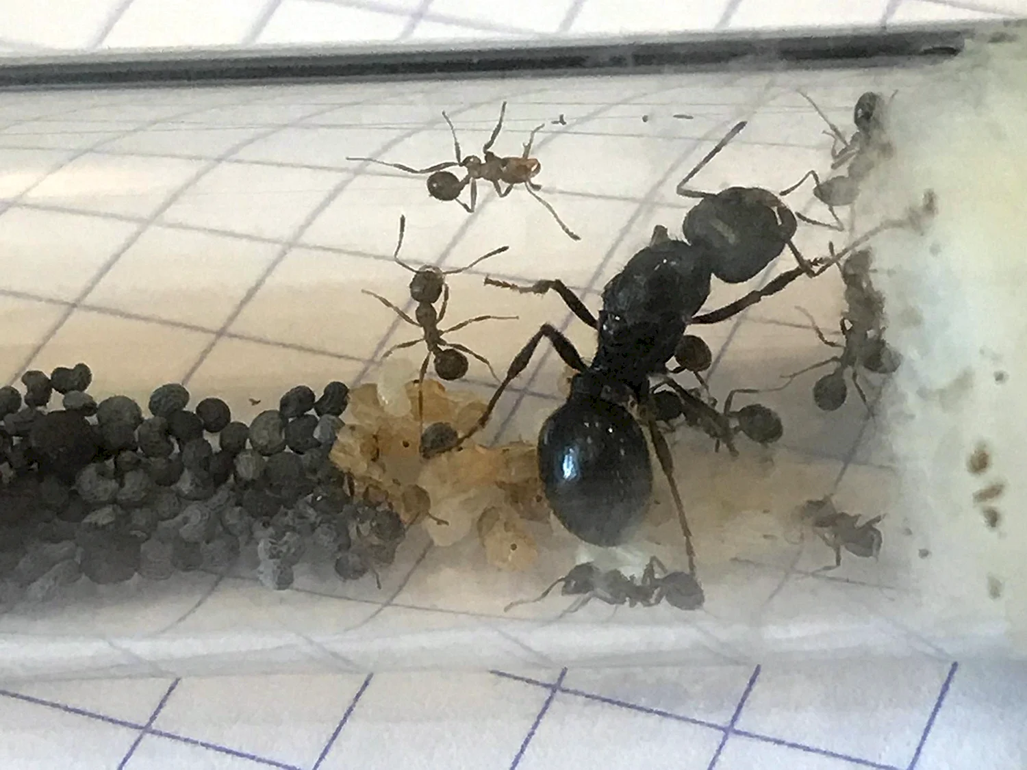 Ферма муравьев Messor structor