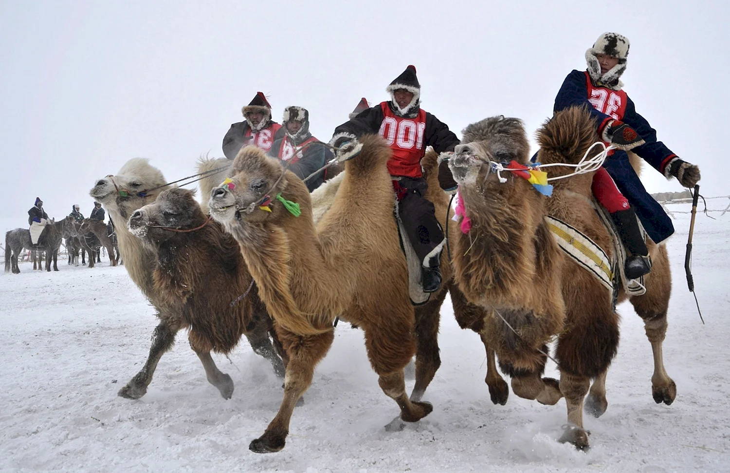 Фестиваль верблюдов в Монголии