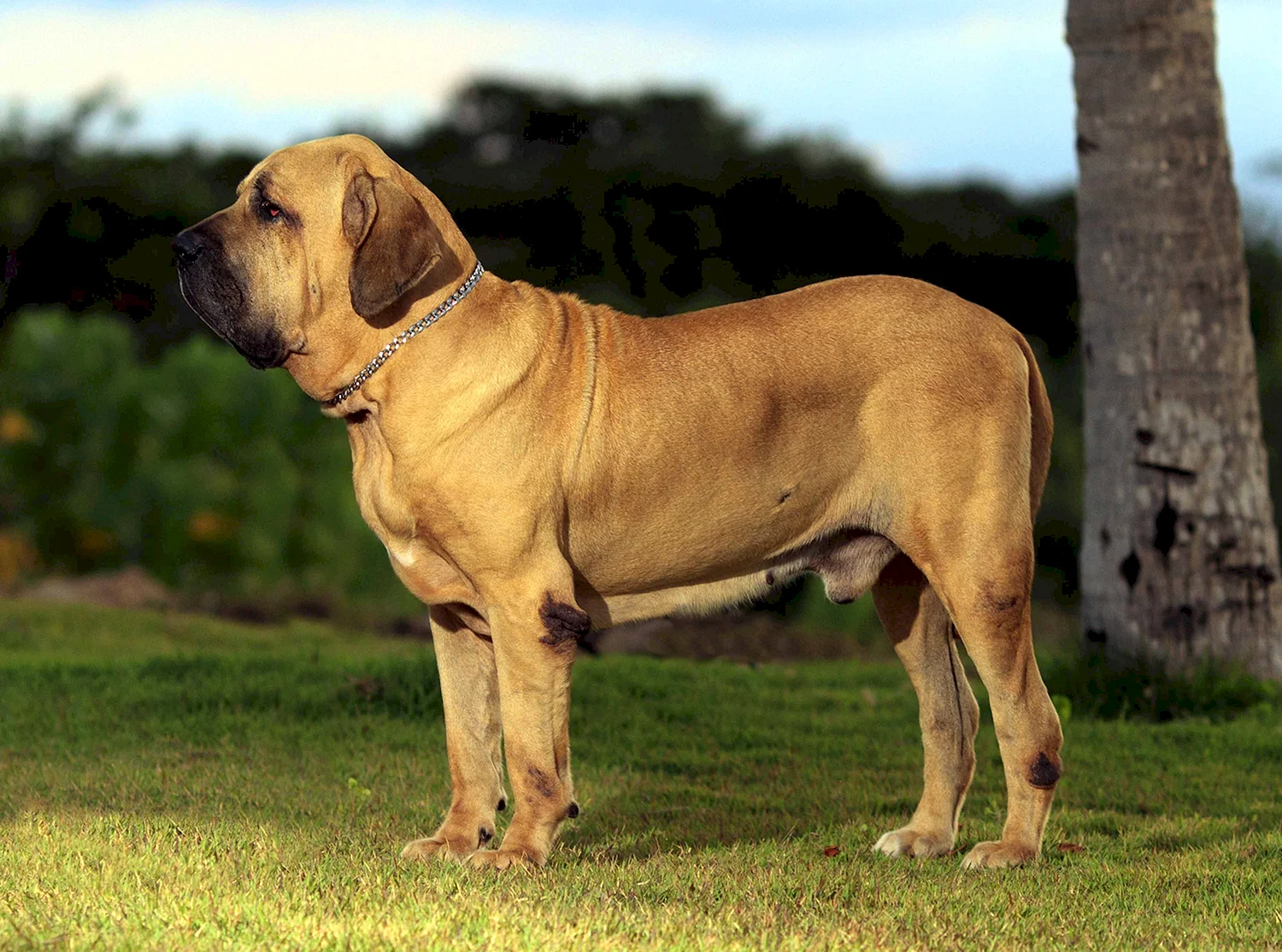 Фила бразилейро порода собак