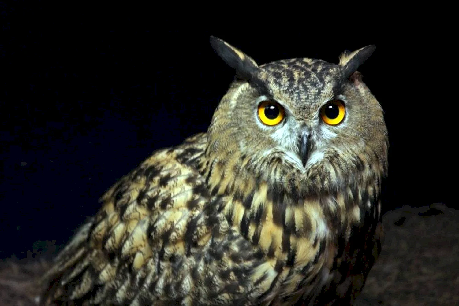 Филин (the Owl) 1991