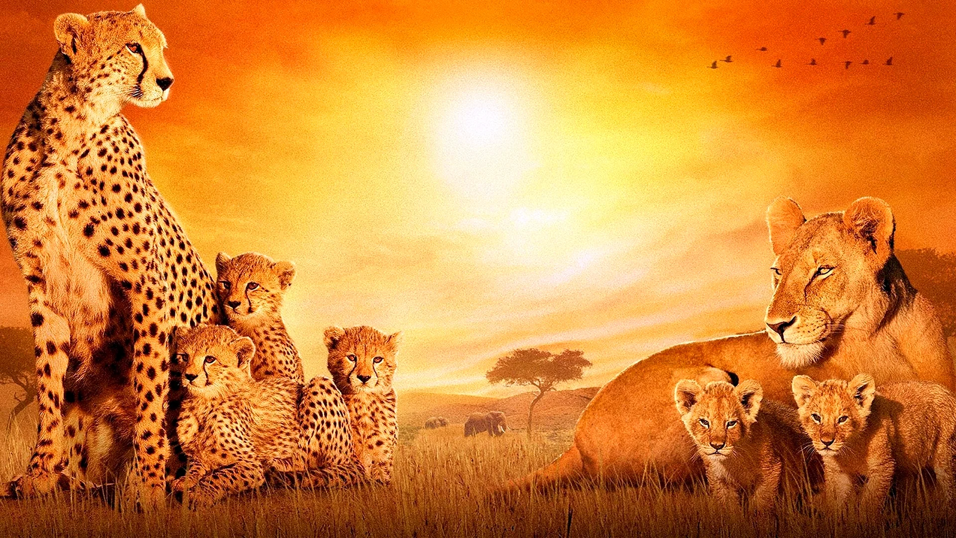 Фильм африканские кошки королевство смелых