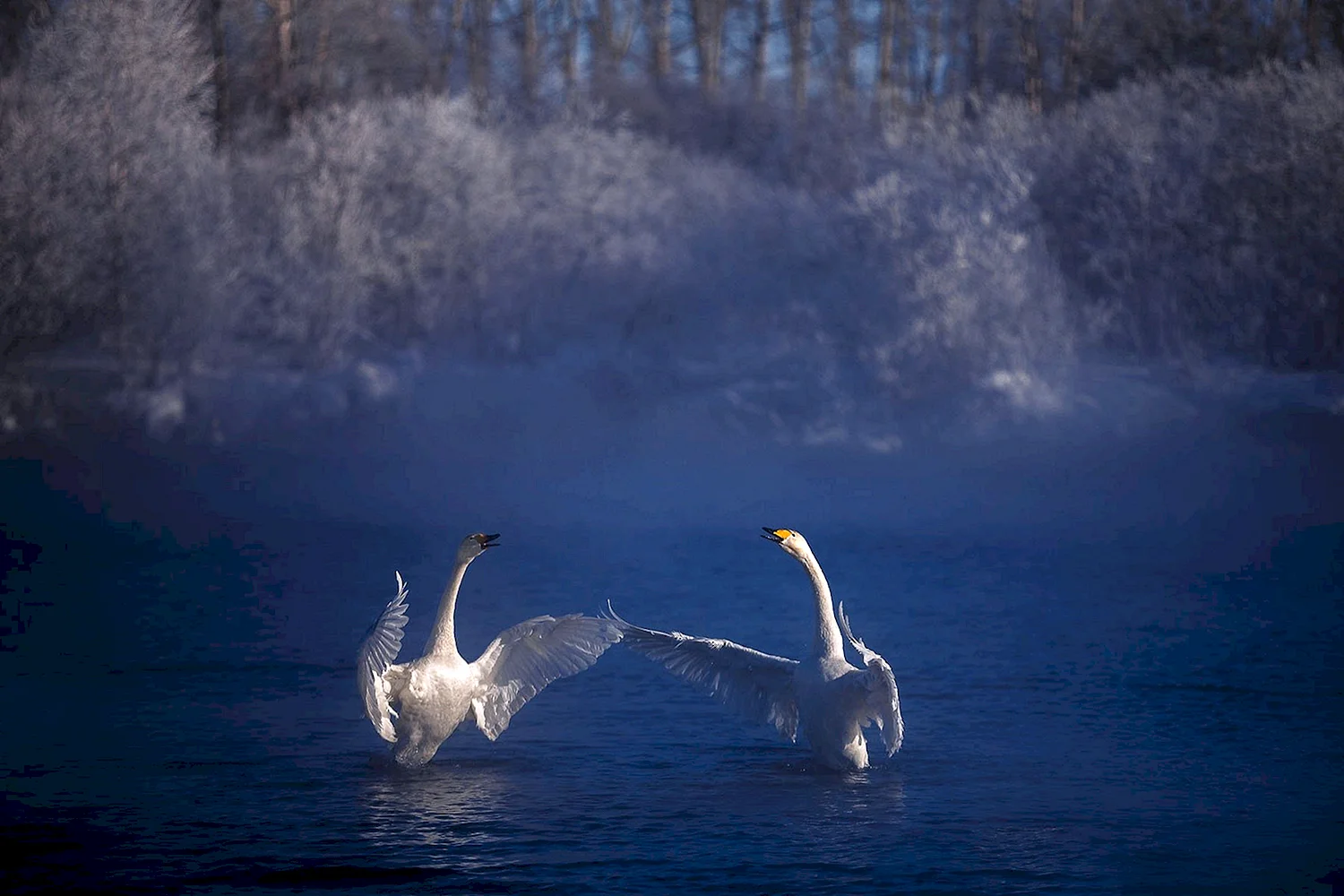 Фильм Swans лебеди 2011