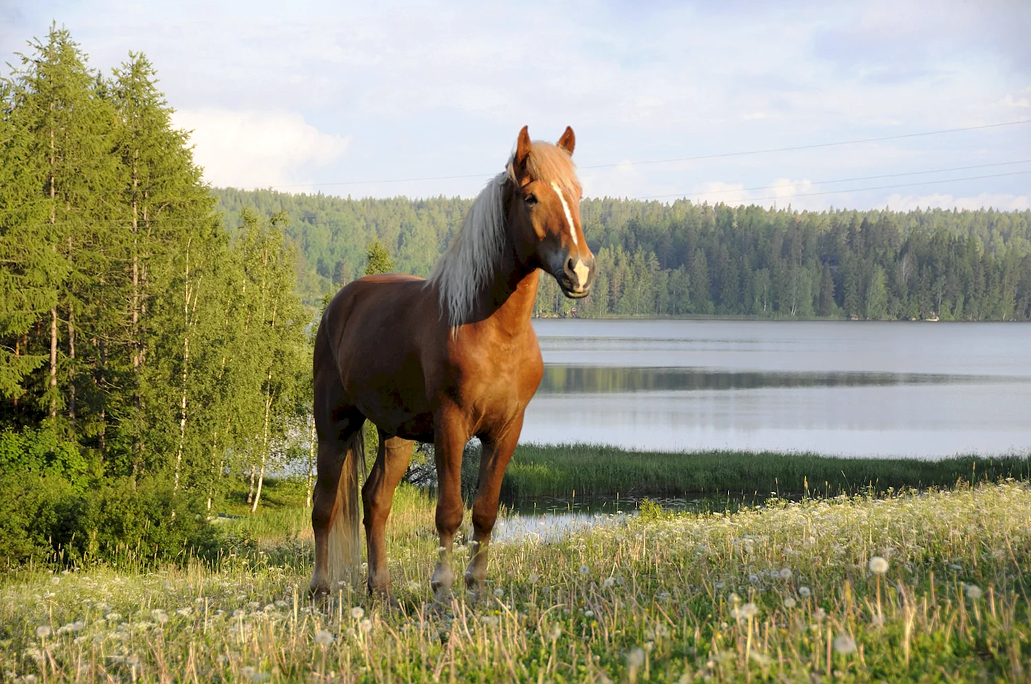 Финский конь