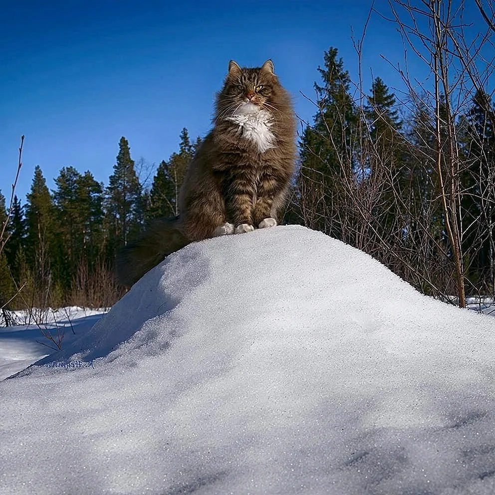 Финский Лесной кот