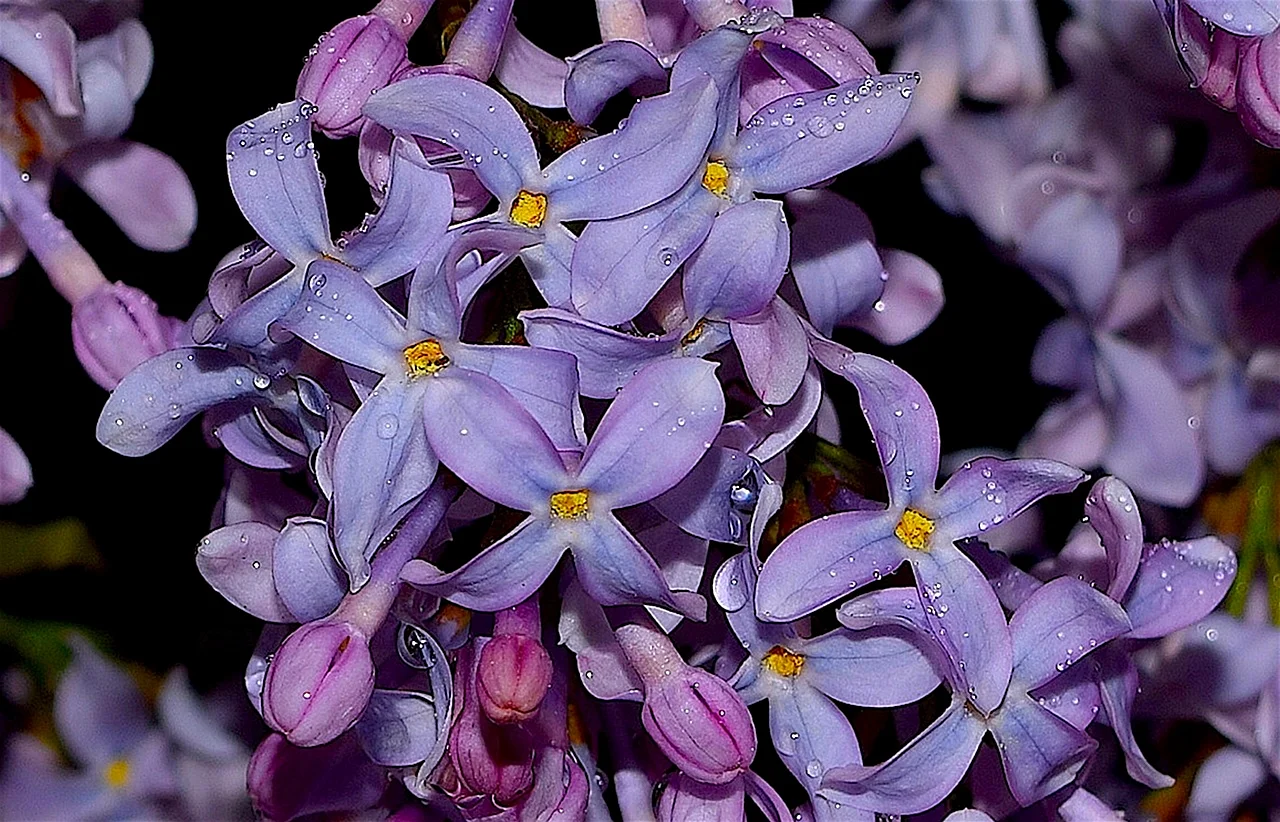 Фиолетовая Флора