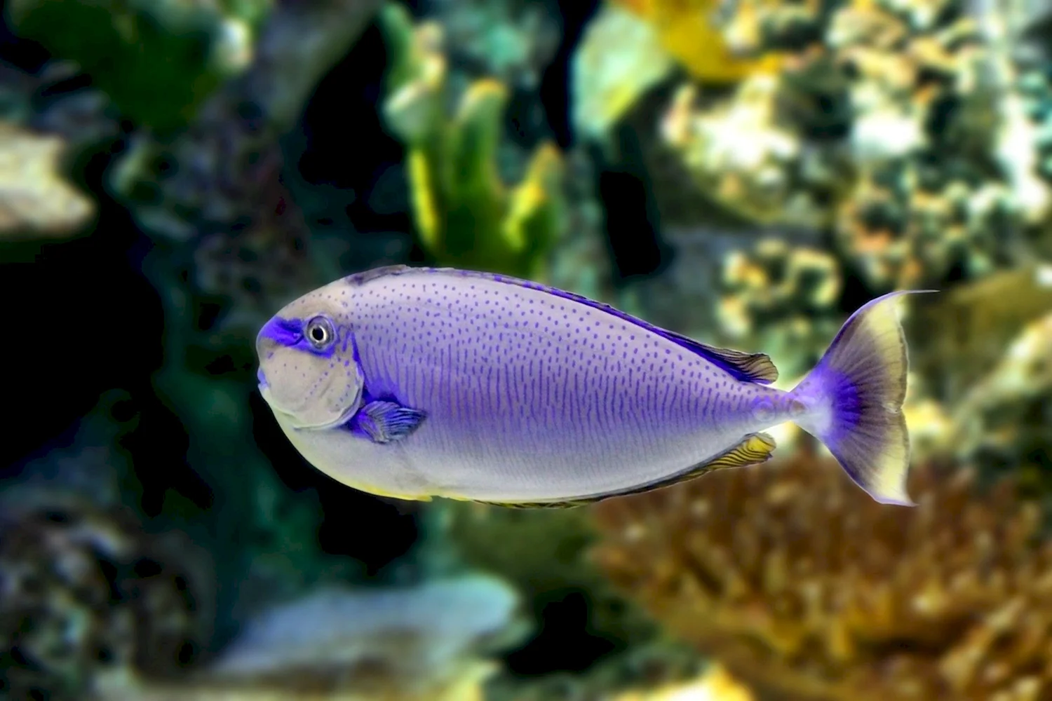 Фиолетовая морская рыба