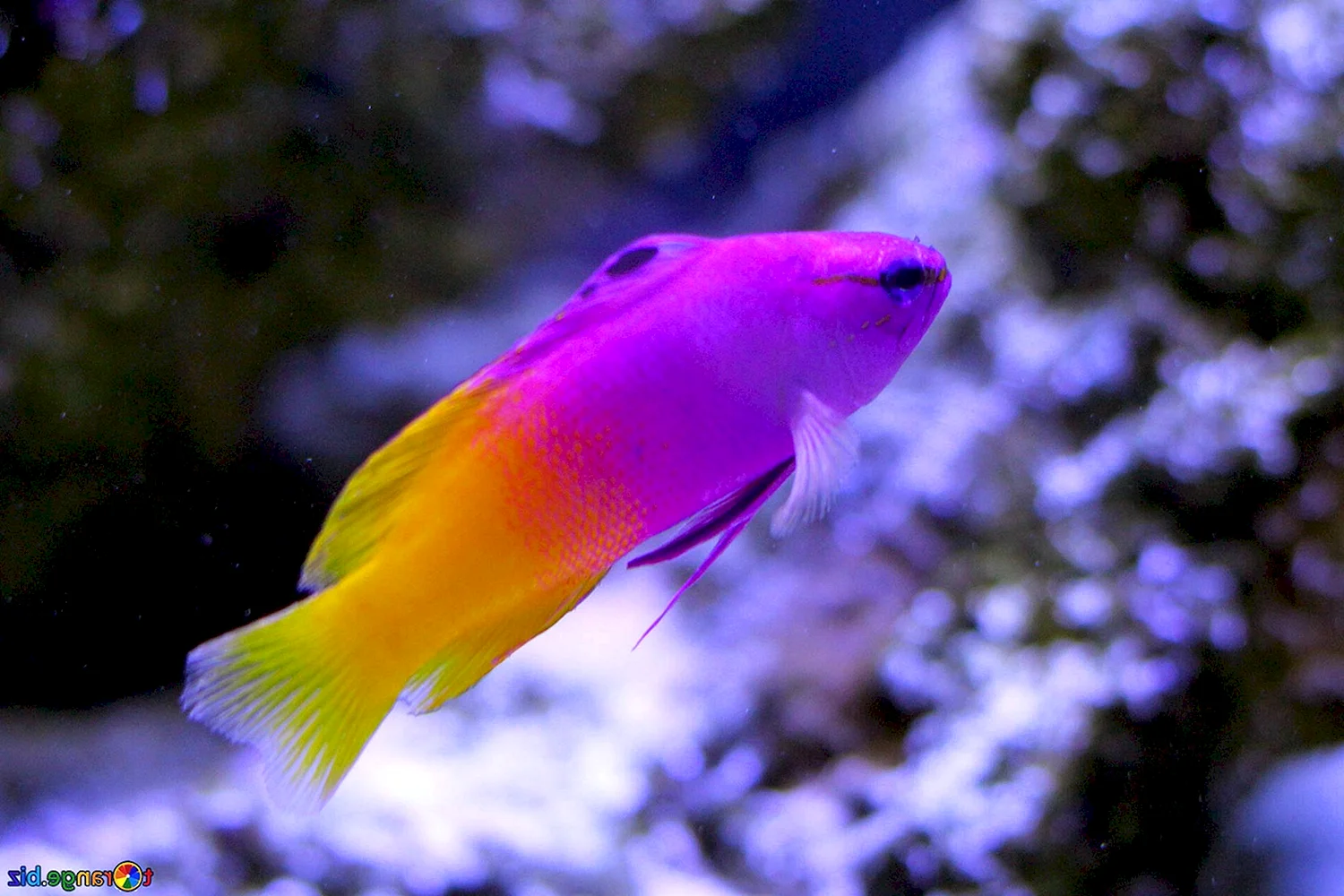 Фиолетовые аквариумные рыбки