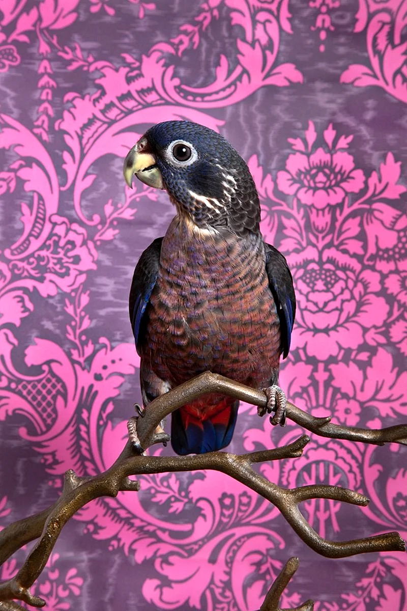 Фиолетовый попугай