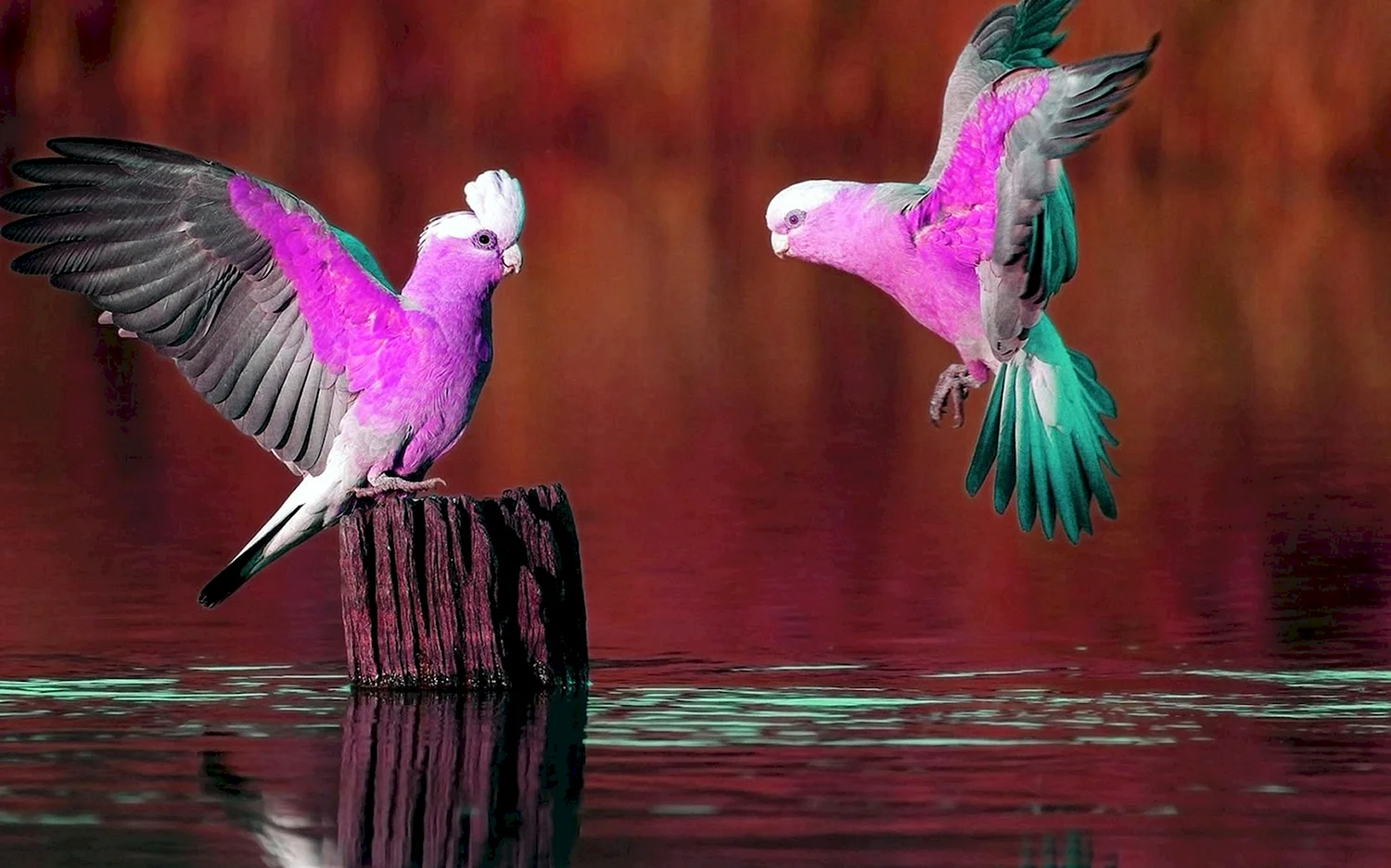 Фиолетовый попугай Какаду