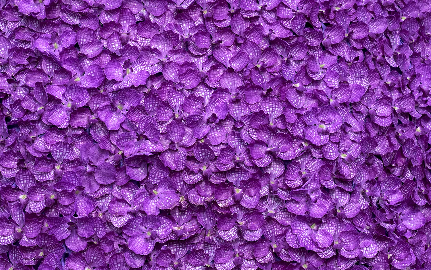 Фиолетовый Пурпл